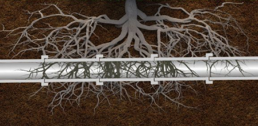 Tree Root Intrusion